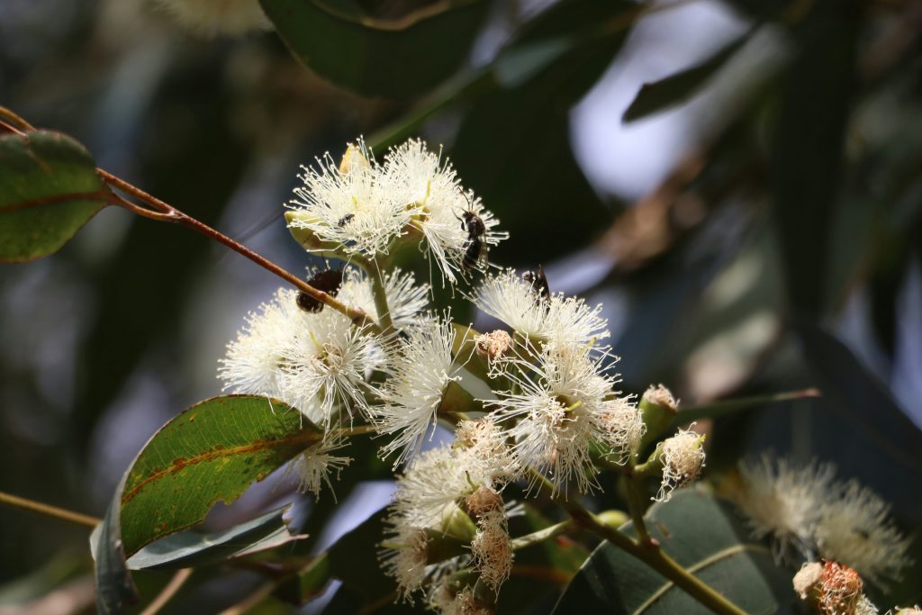Twin Gums Caravan Park - Image 2
