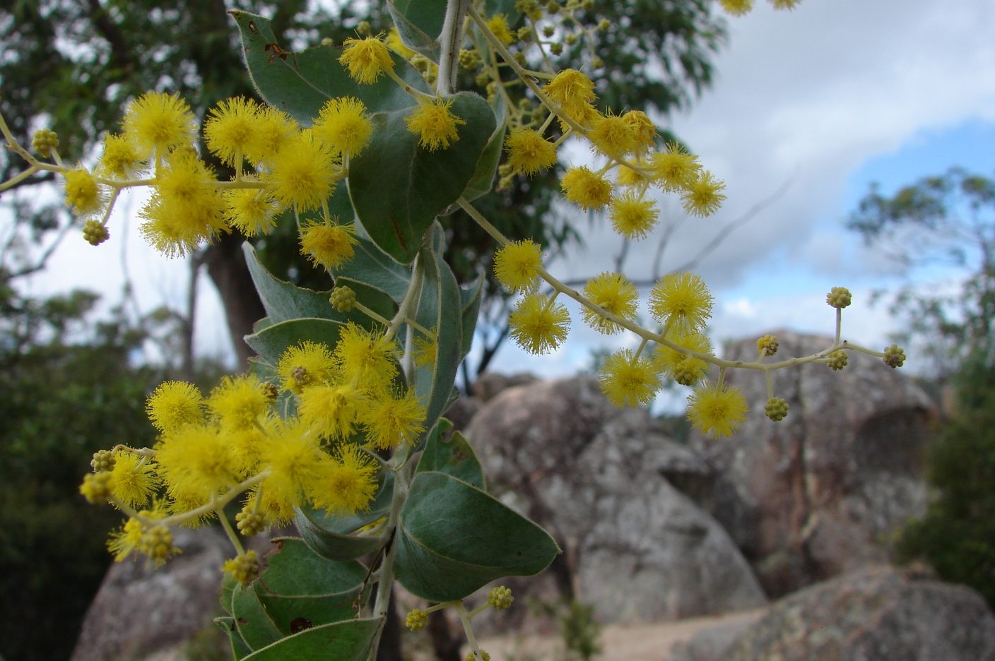 Crows Nest National Park Camping Ground
