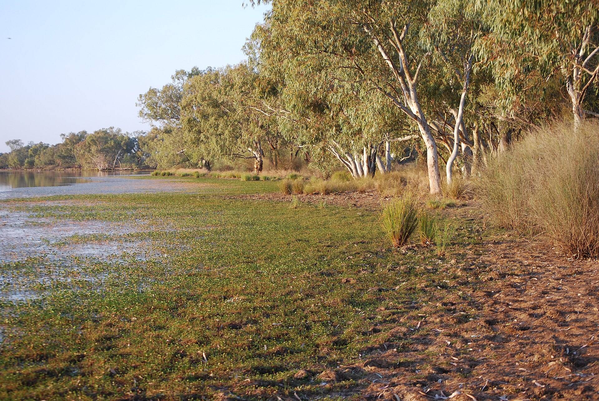 Bulloo River Camping Area Quilpie — Quilpie, QLD
