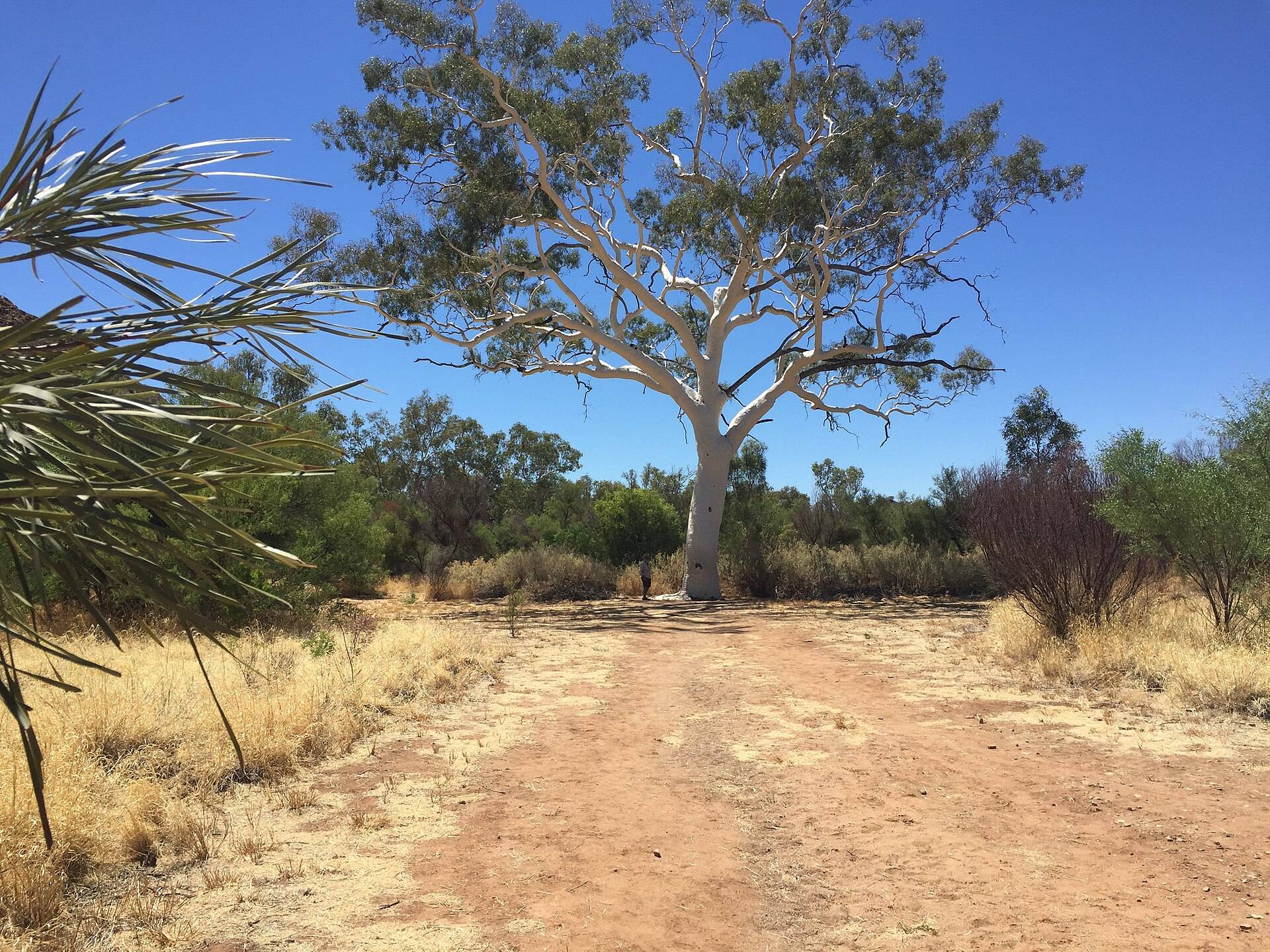 Trephina Gorge Campground — Alice Springs, NT