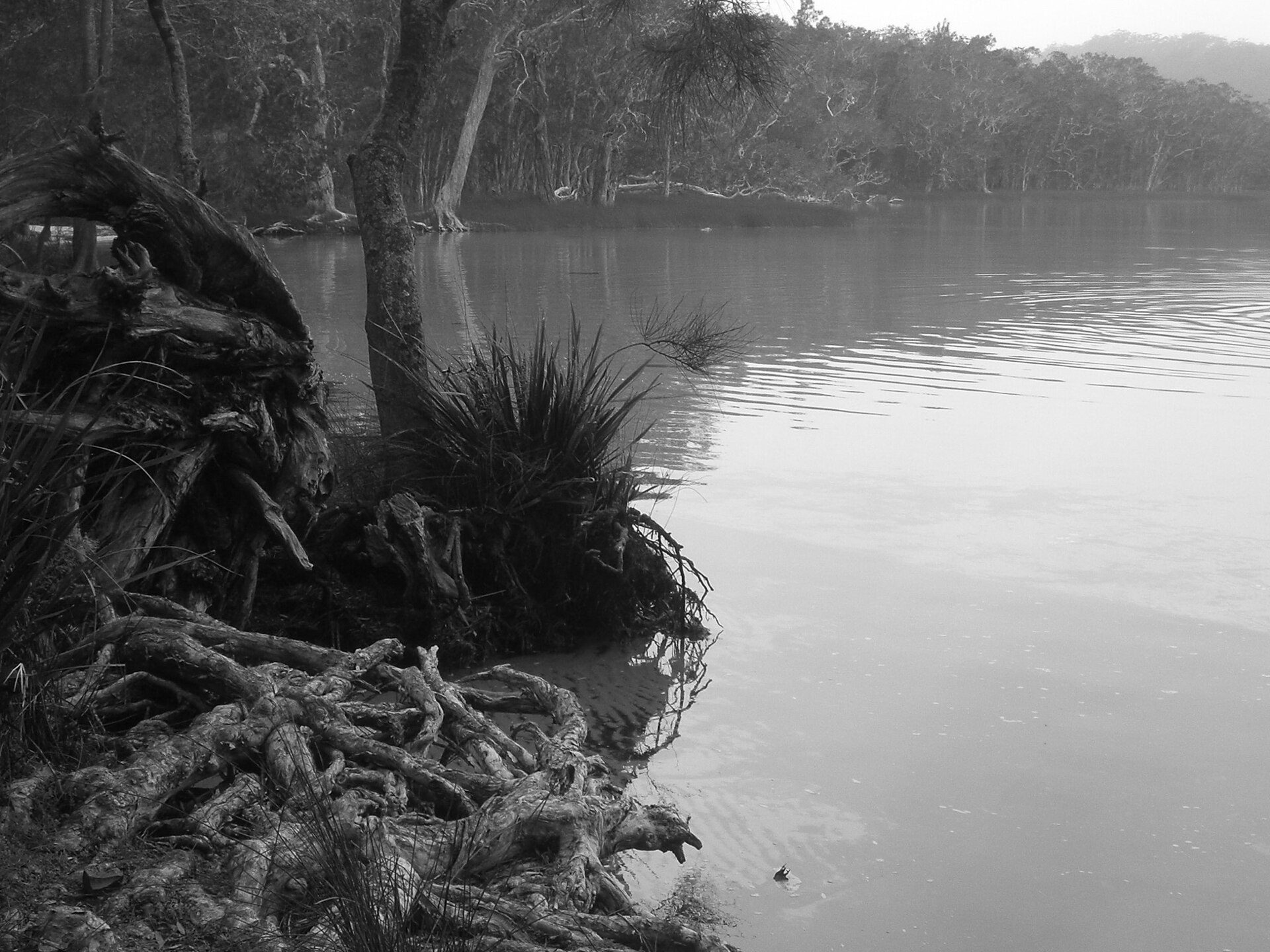 Yagon Campground in Seal Rocks, NSW — photo 1