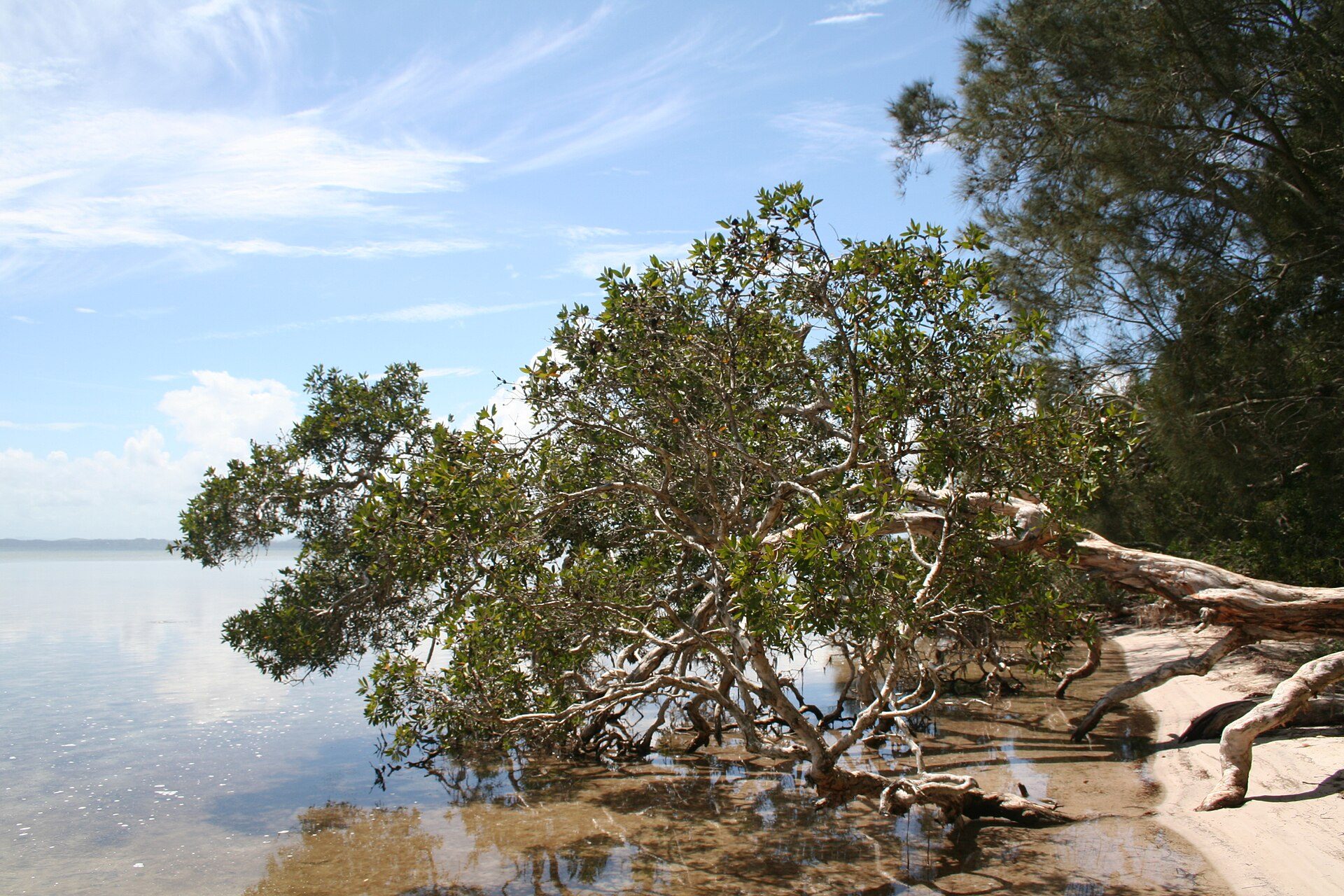 The Ruins Campground — Booti Booti, NSW