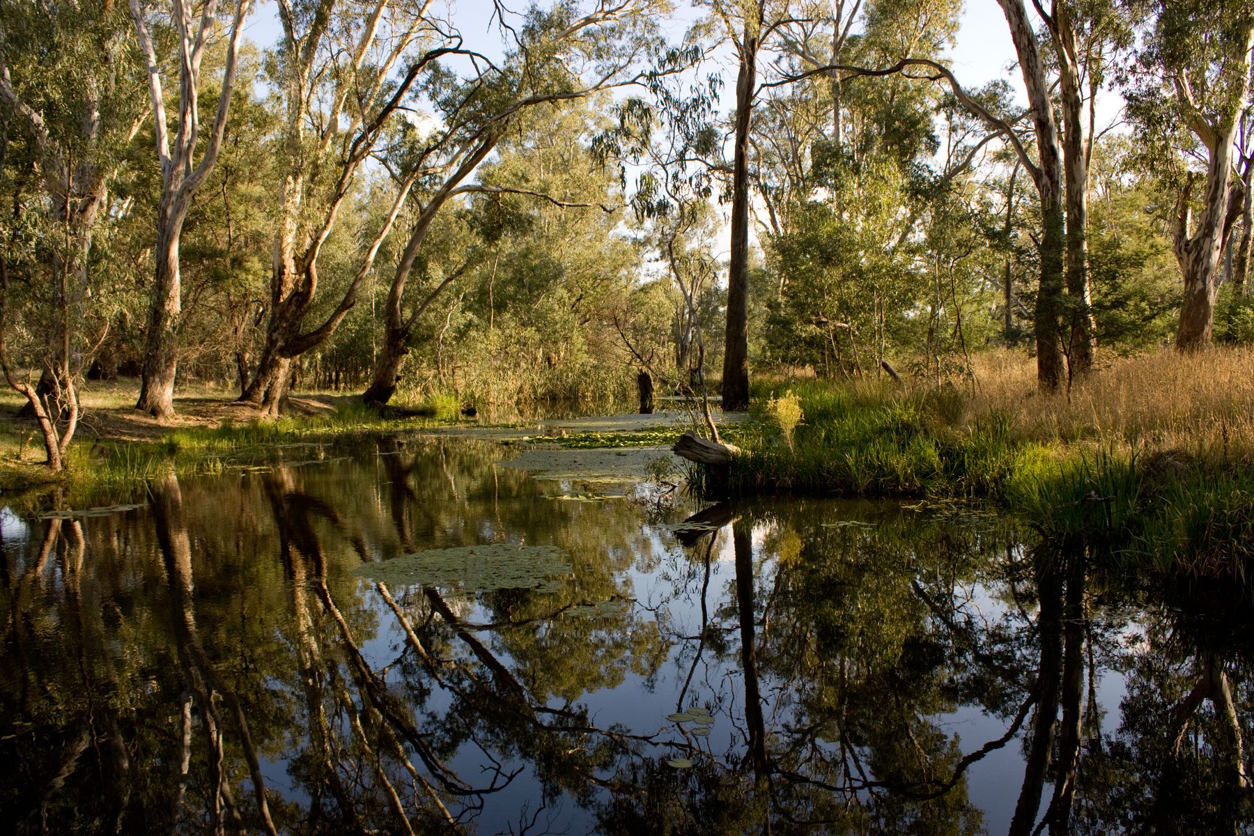 Major Creek Reserve Camping Area — Mitchellstown, VIC