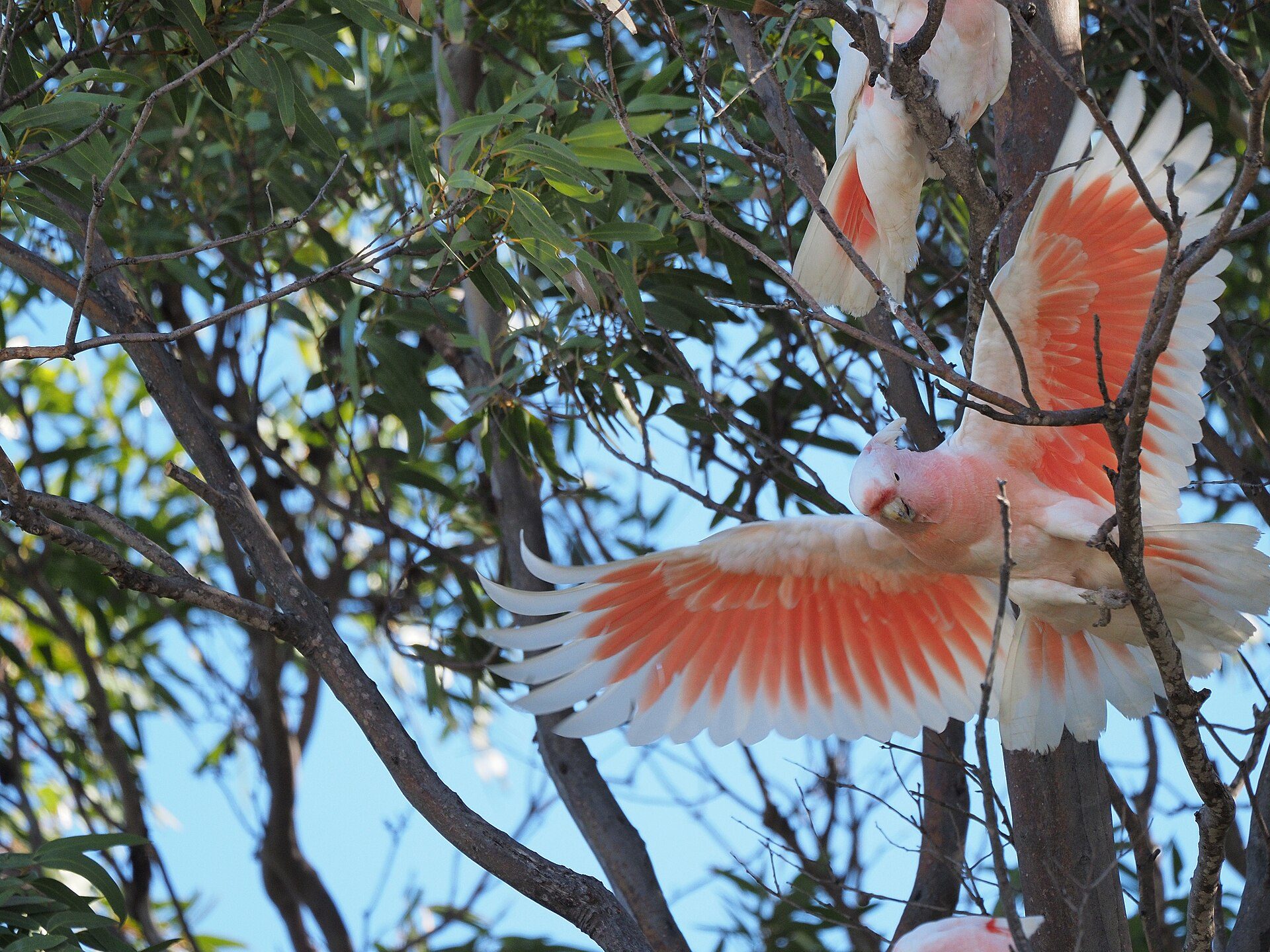 Eyre Bird Observatory — Cocklebiddy, WA