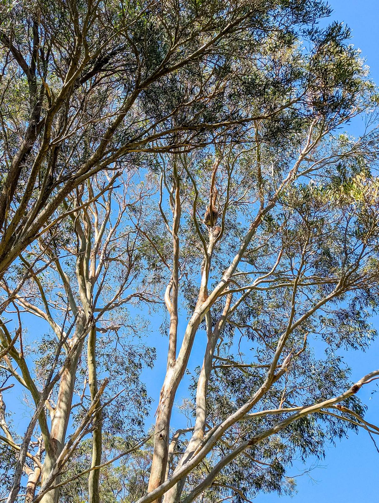 Aire River West Campground — Hordern Vale, VIC
