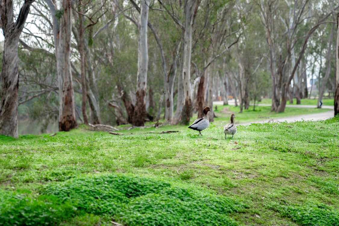 Victoria Lake Holiday Park - Image 4