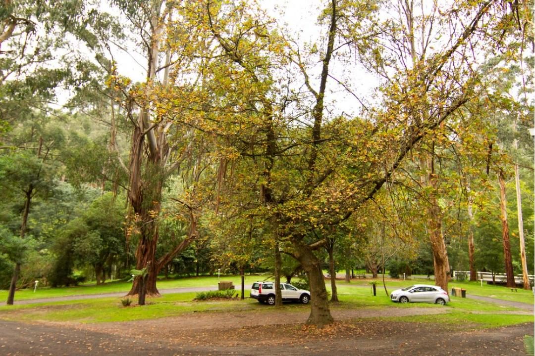 Tarra Valley Caravan Park - Image 5