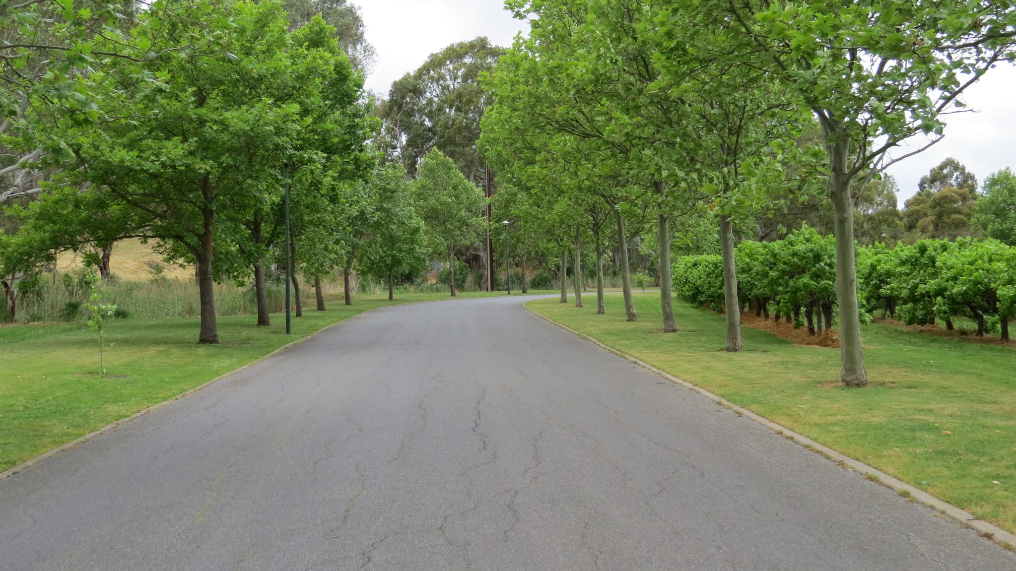 McLaren Vale Lakeside Caravan Park in McLaren Vale, SA — photo 1