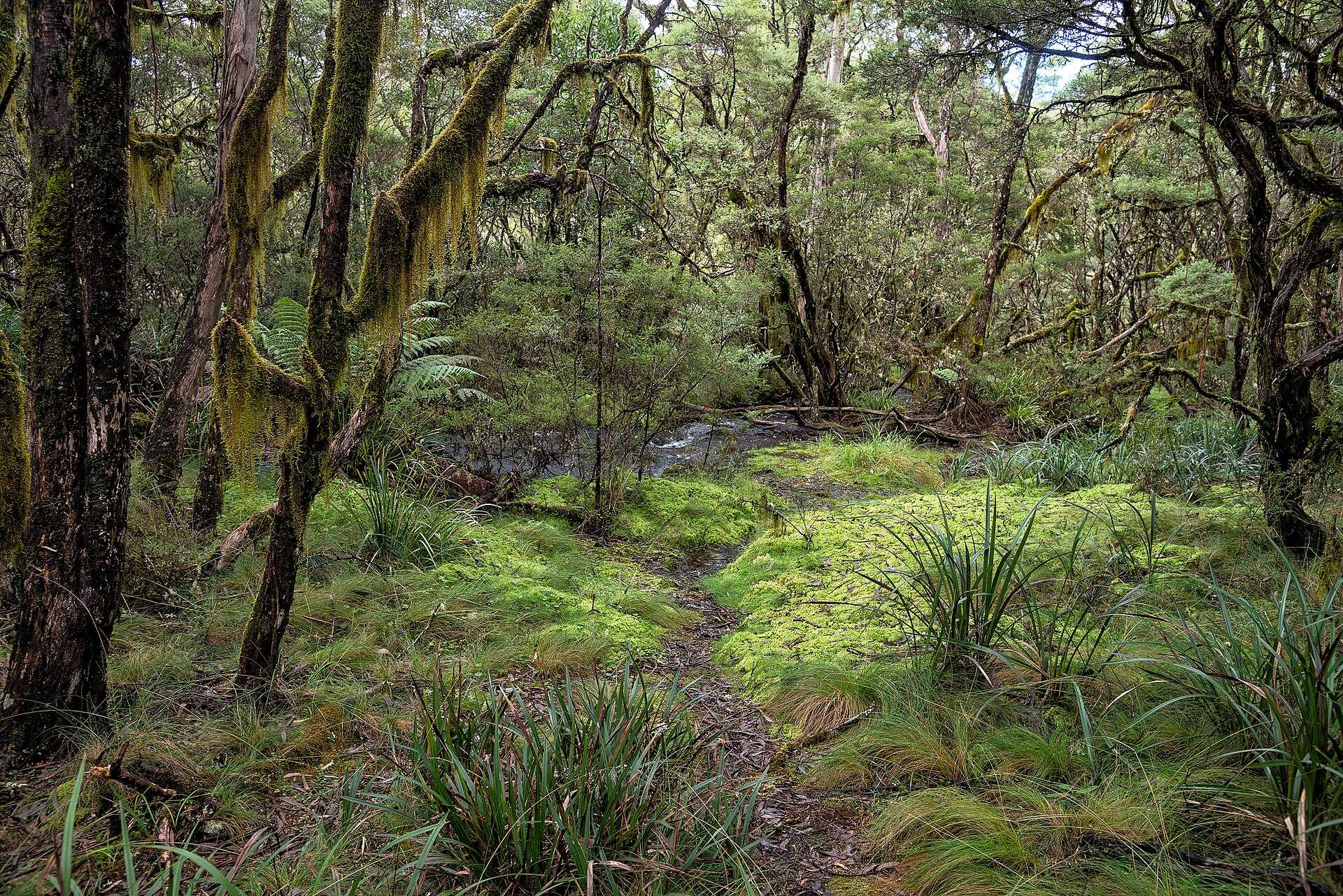 Thungutti Campground in Ebor, NSW — photo 2