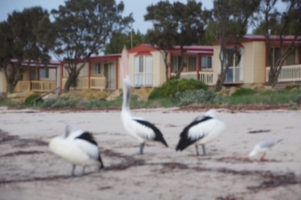 Port Vincent Foreshore Caravan Park