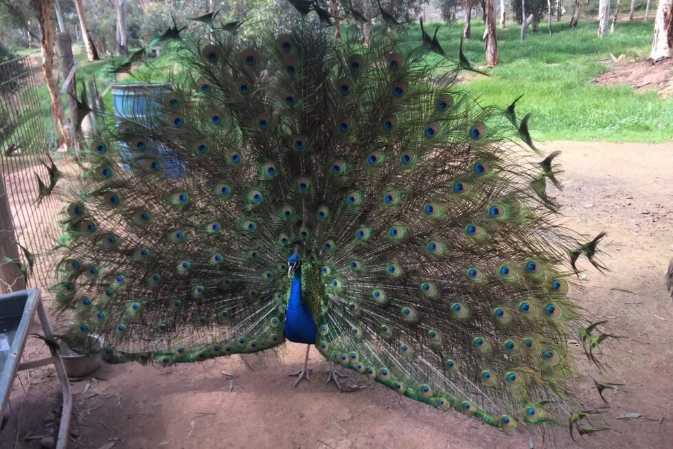 Toodyay Holiday Park and Chalets - Main image