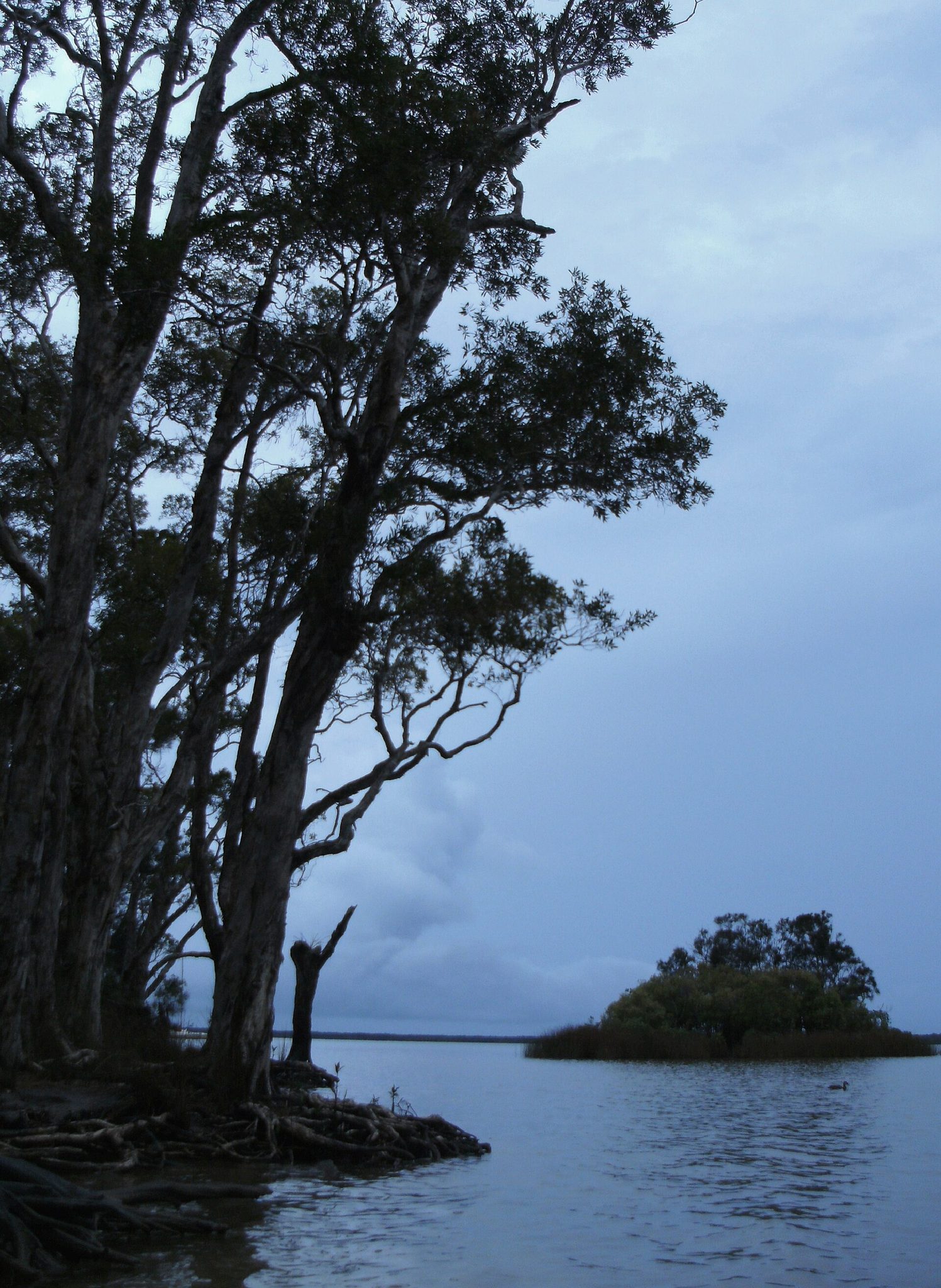Boreen Point Campground in Boreen Point, QLD — photo 1