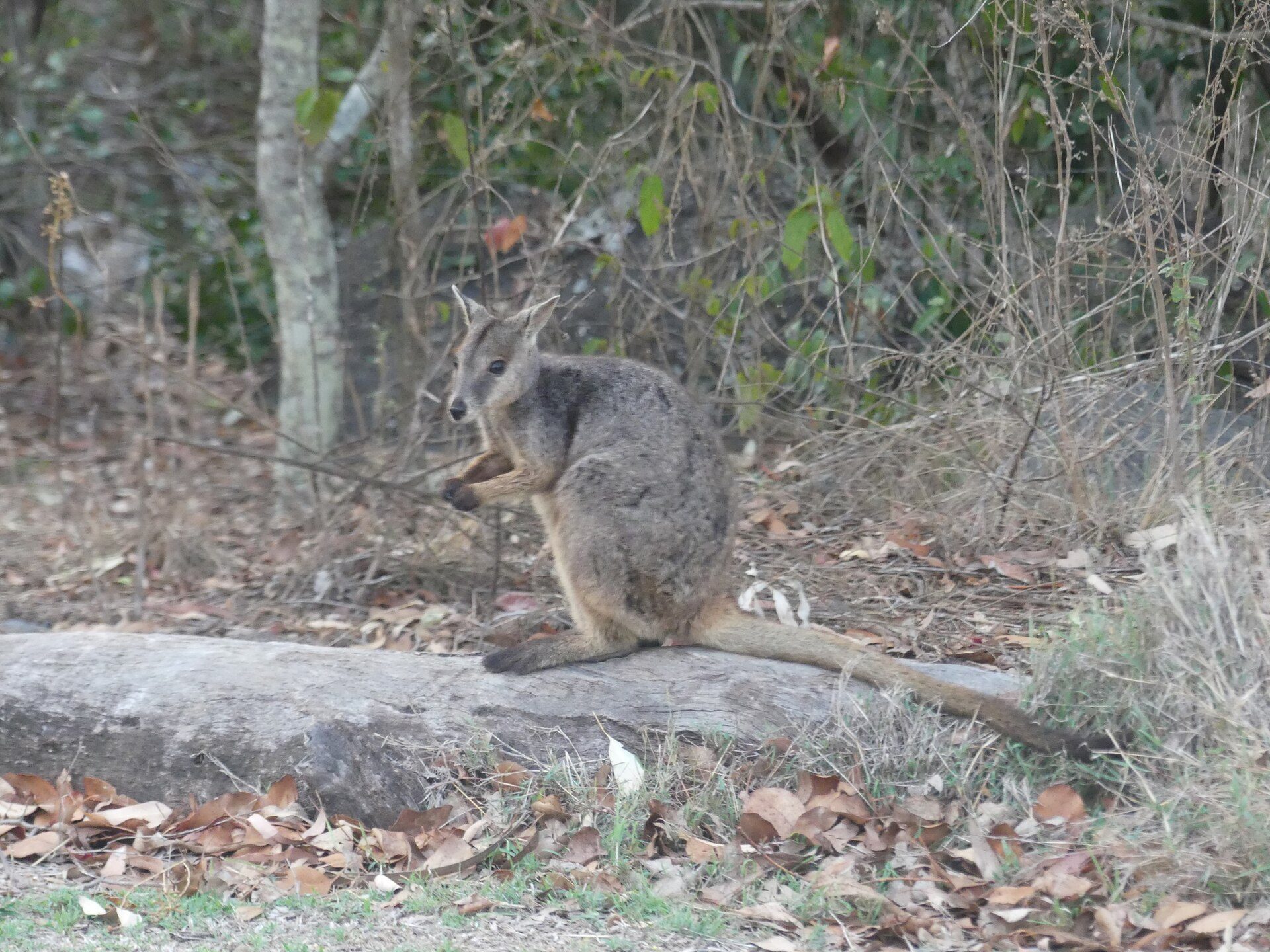 Camp Kanga — Crystal Brook, QLD