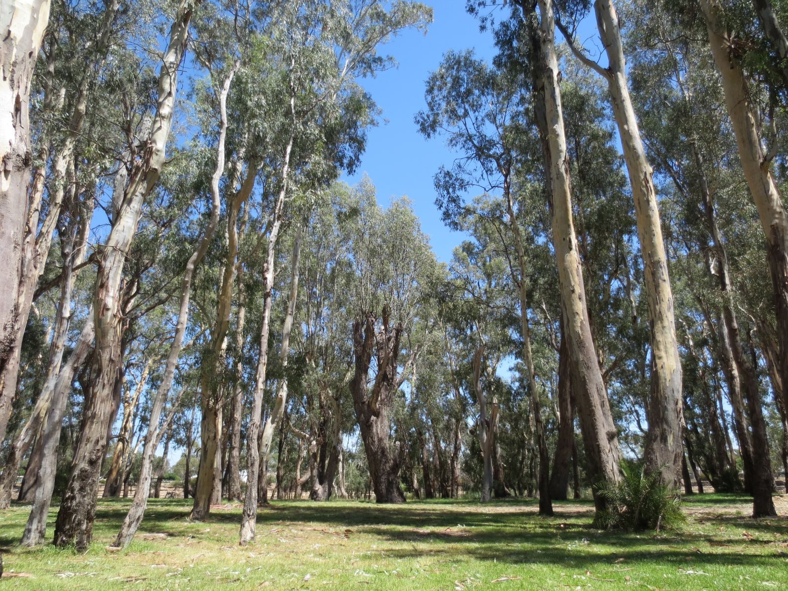 Barham Caravan and Tourist Park - Image 3