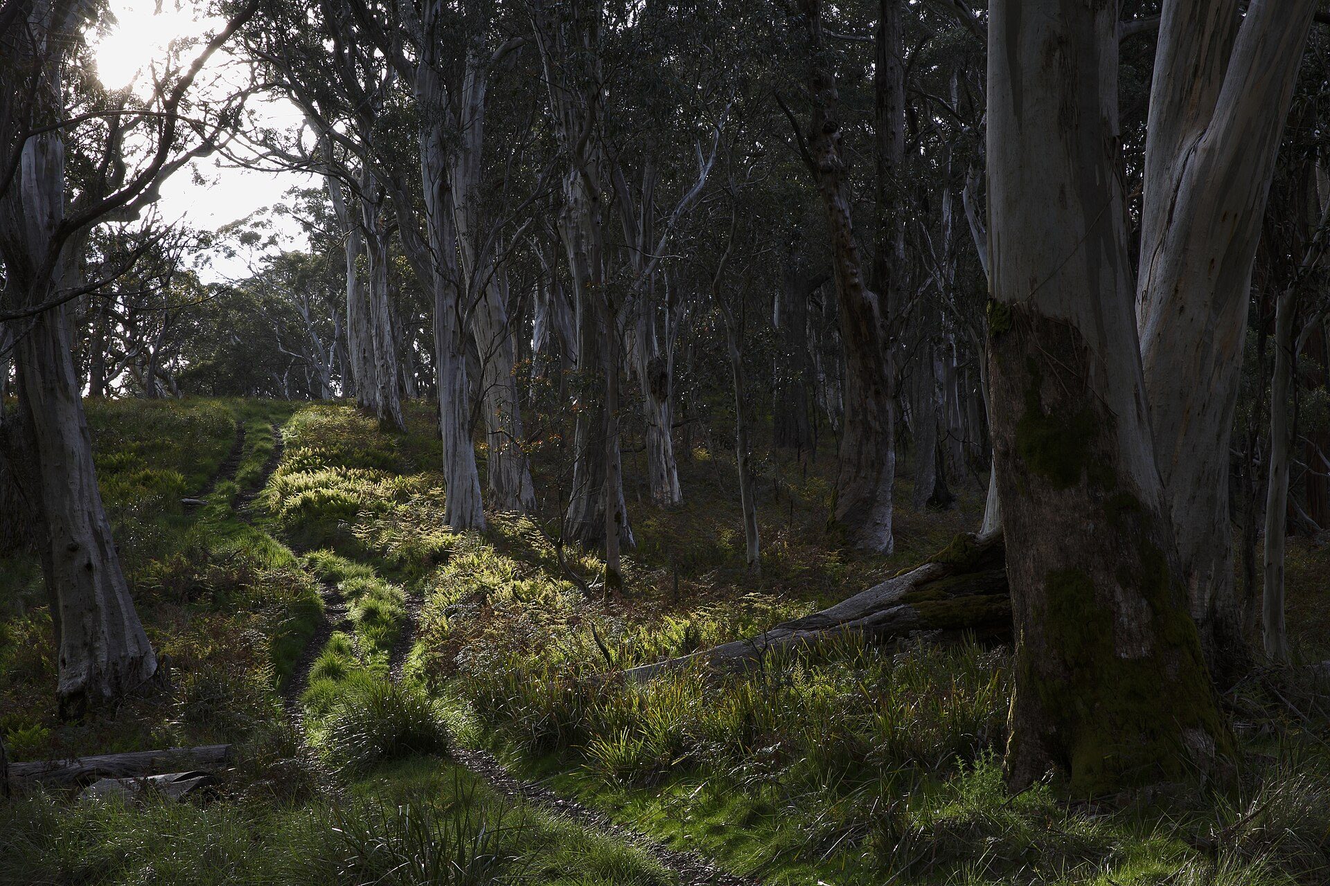 Baines Camping Area — Raglan, VIC