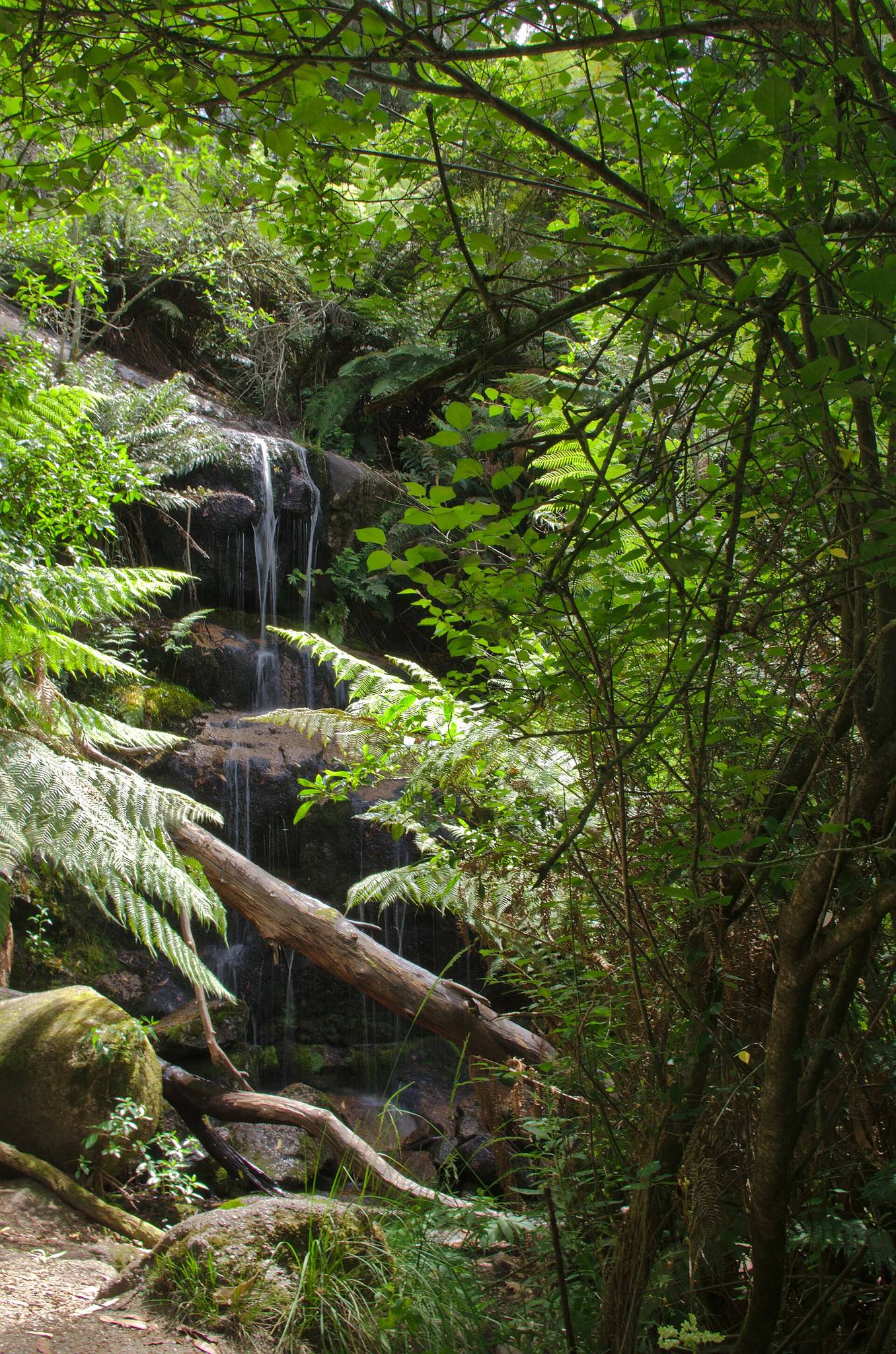 Ferntree Camping Area — Raglan, VIC