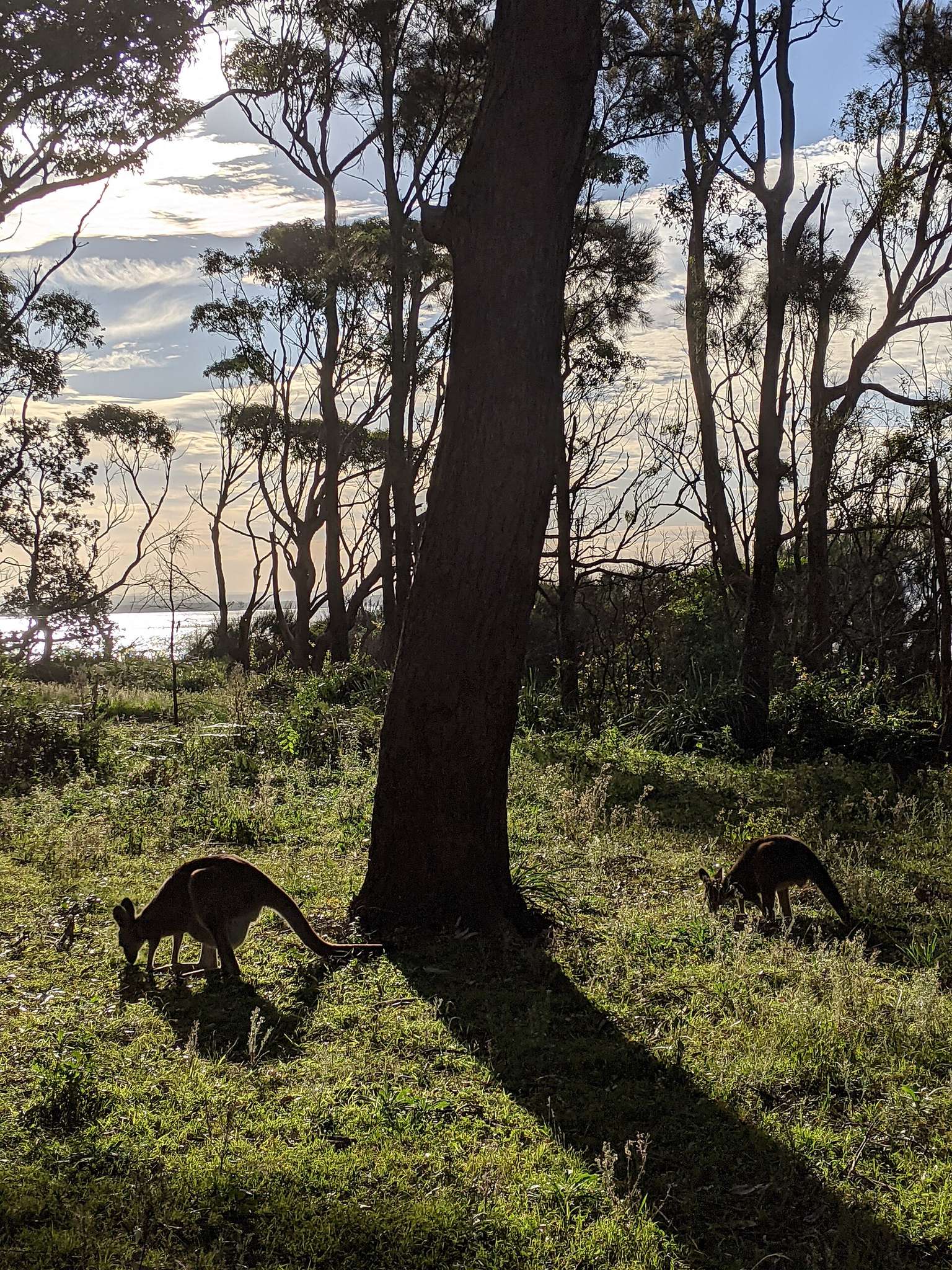 Honeymoon Bay and Bindijine Beach — Beecroft Peninsula, NSW