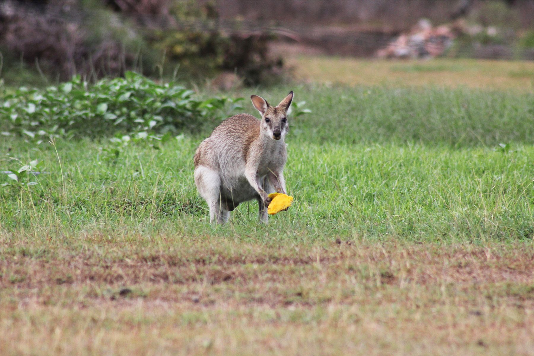 Townsville Bush Oasis Caravan Park - Image 5