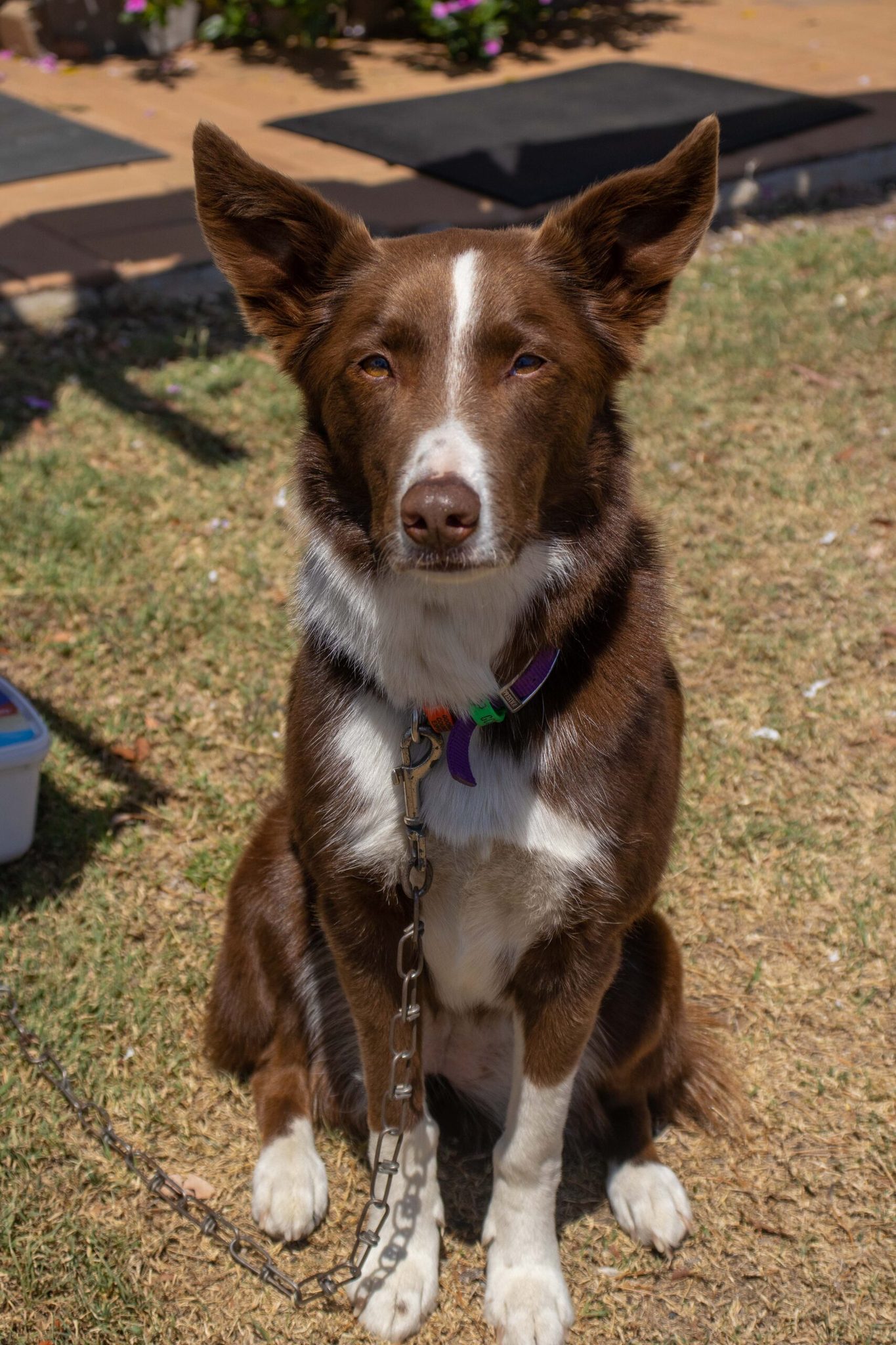 River Gums Caravan Park Goondiwindi - Image 3
