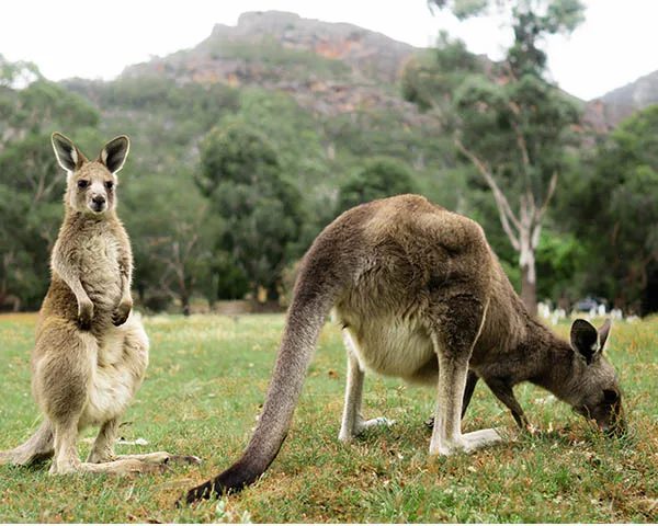 NRMA Halls Gap Holiday Park - Image 4