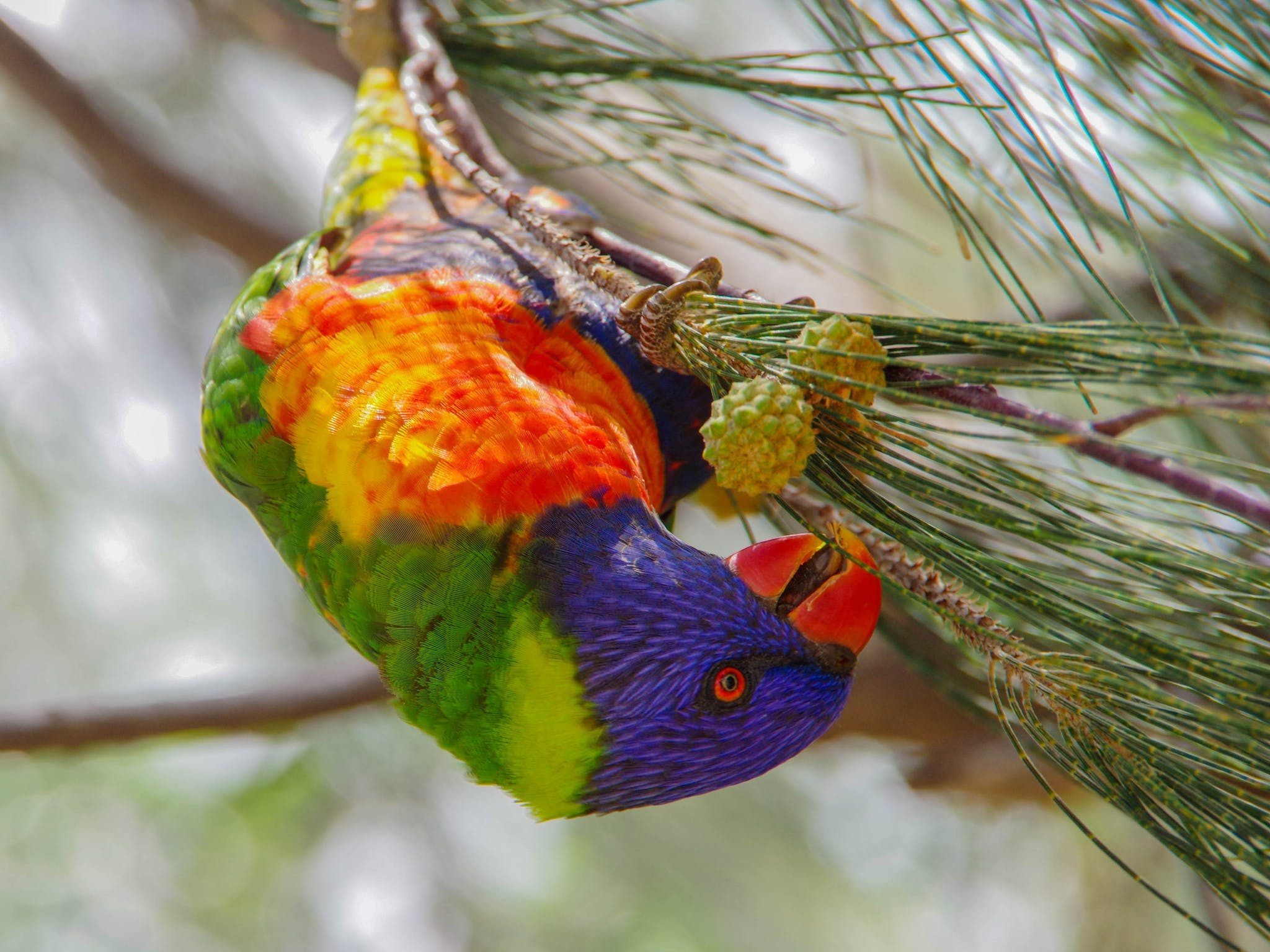 Magnetic Island Tours