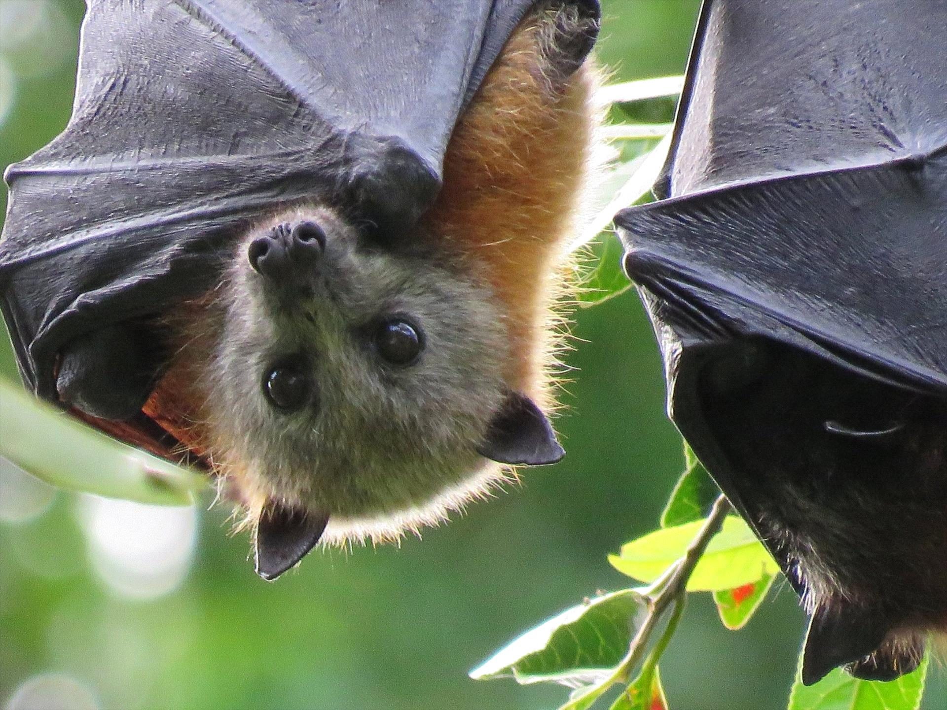 Vision Walks - Eco Tours, Byron Bay, New South Wales, photo 4