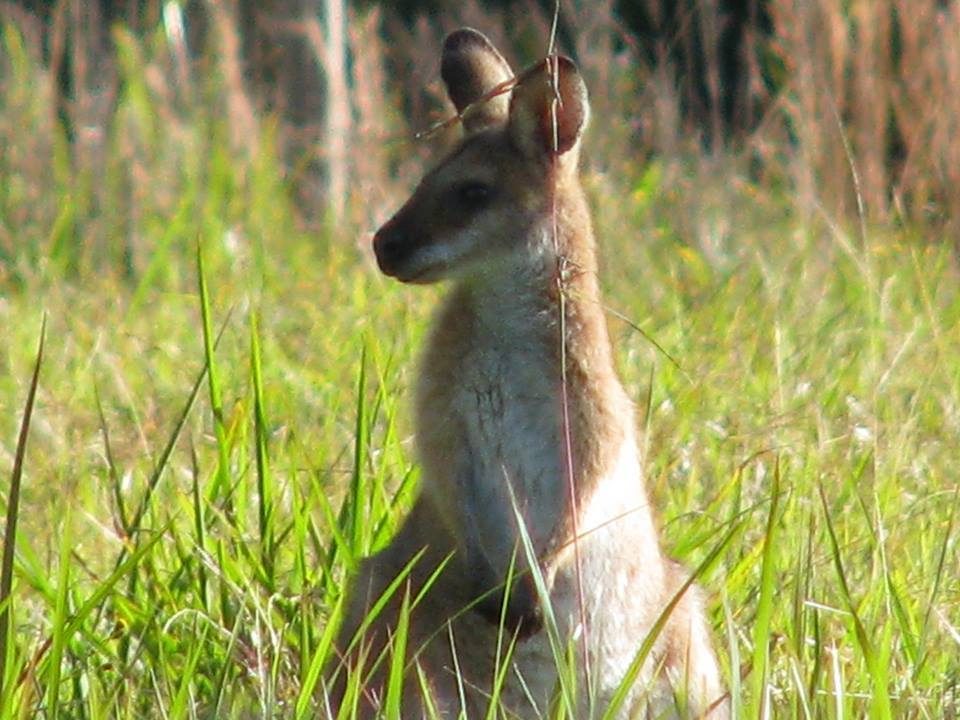 Vision Walks - Eco Tours, Byron Bay, New South Wales, photo 3