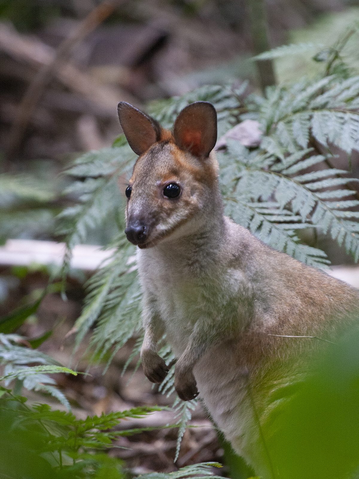 Brisbane Nature Tours, Brighton, Queensland, photo 5