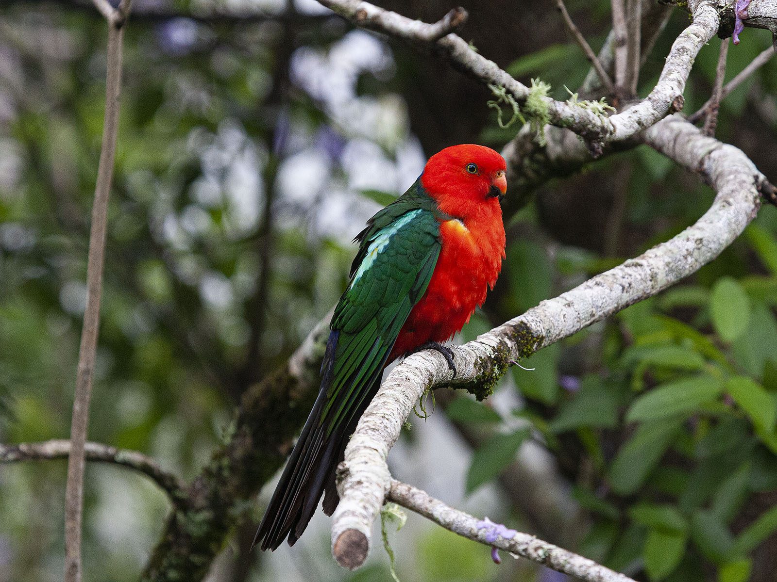 Brisbane Nature Tours
