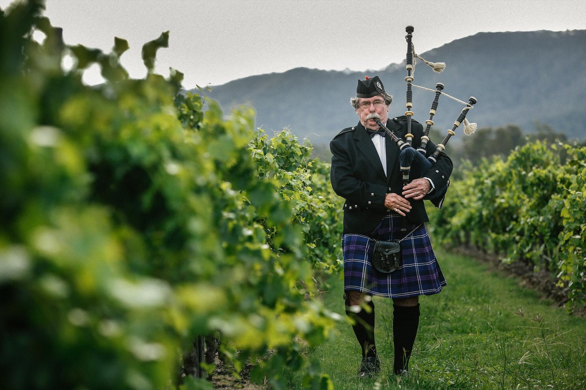 McLeish Estate Wines, Pokolbin, New South Wales, photo 5