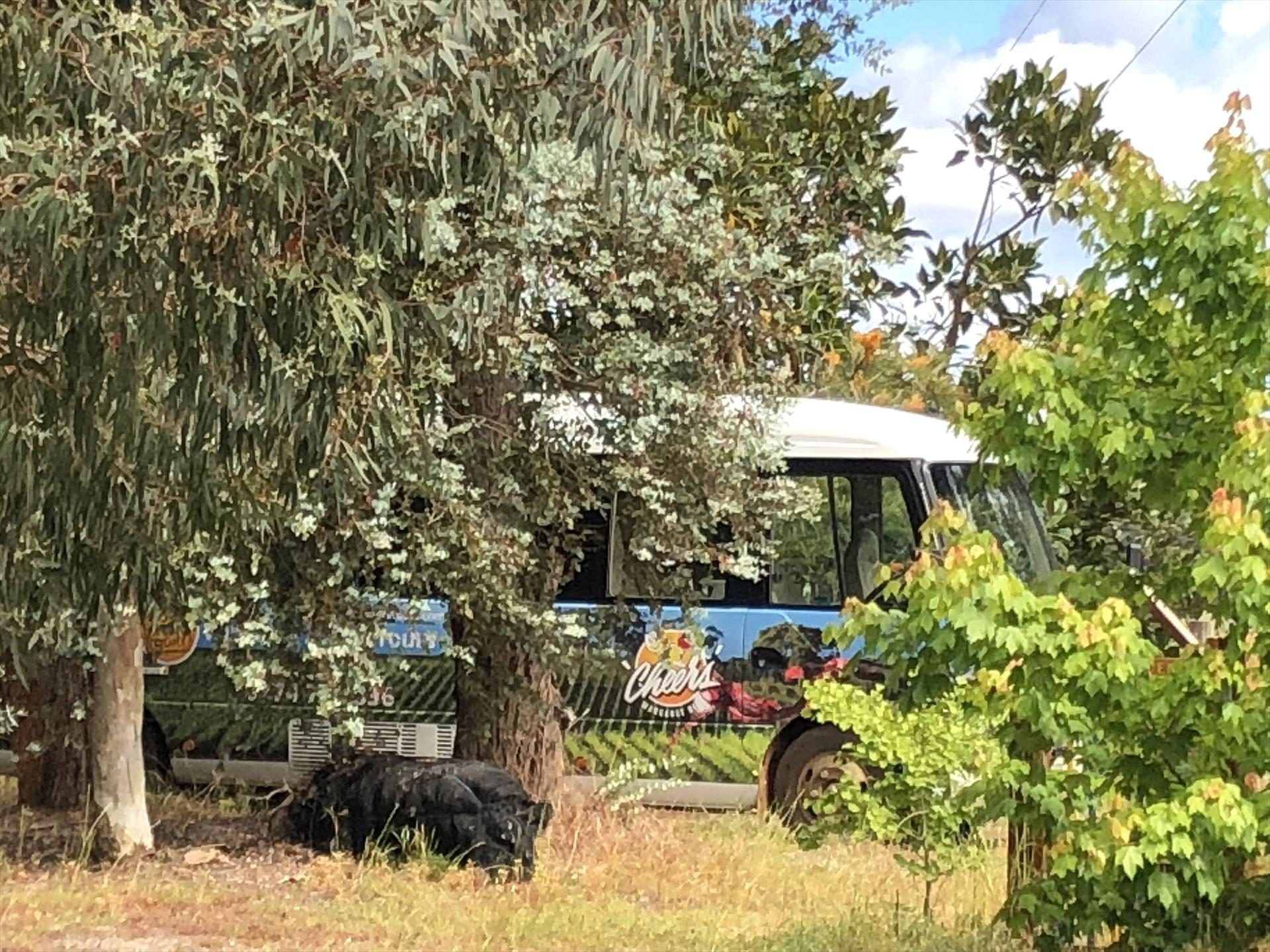 Cheers Winery & Scenic Tours, Margaret River, Western Australia, photo 3