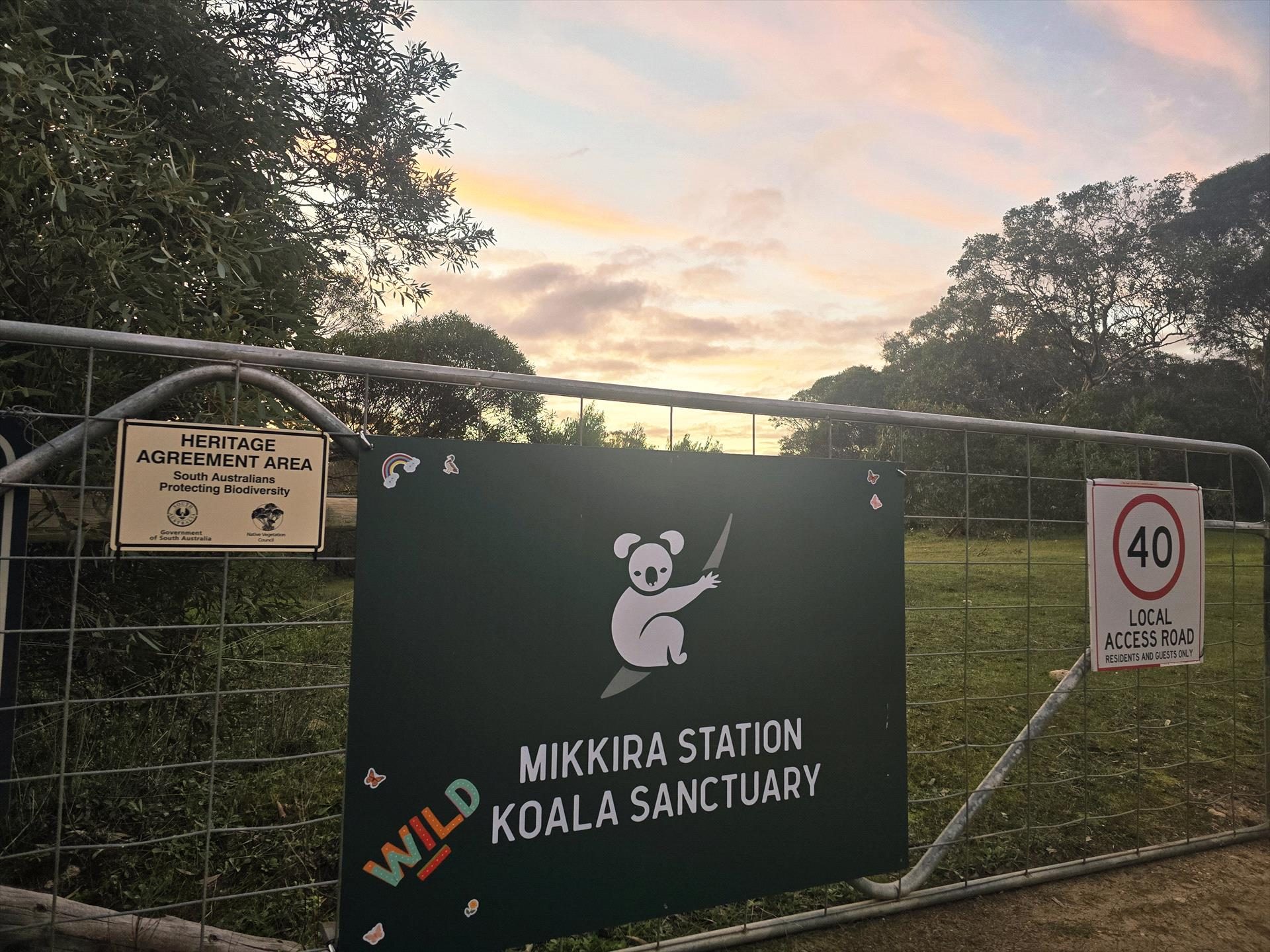 Mikkira Station Koala Sanctuary Tours