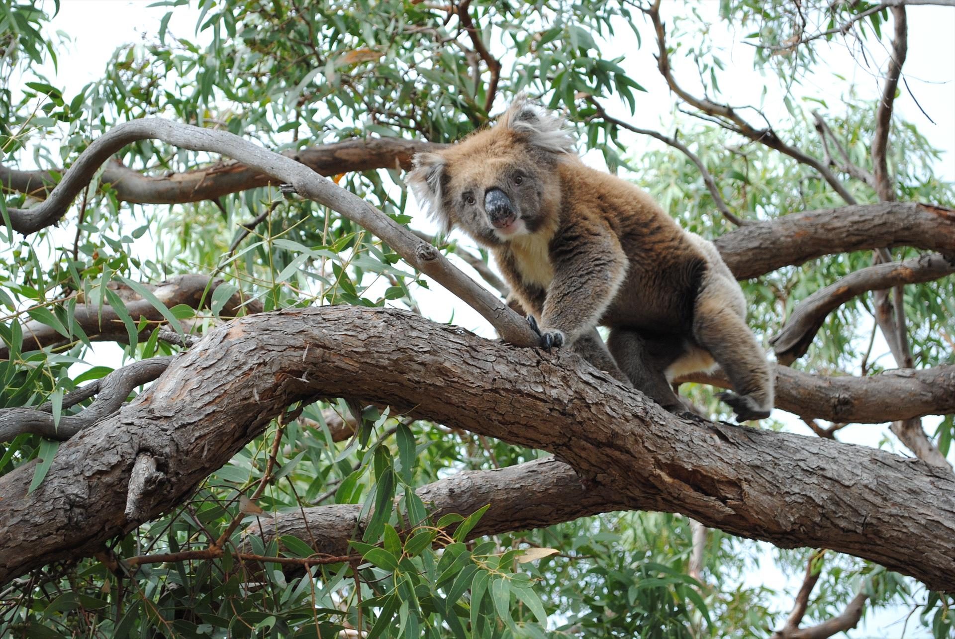 Mikkira Station Koala Sanctuary Tours, Port Lincoln, South Australia, photo 6