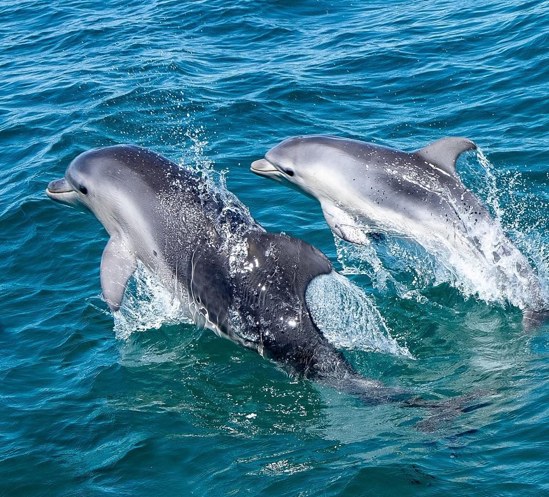 Sea All Dolphin Swims, Queenscliff, Victoria, photo 2