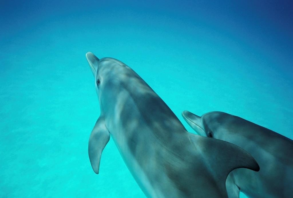 Sea All Dolphin Swims, Queenscliff, Victoria, photo 4