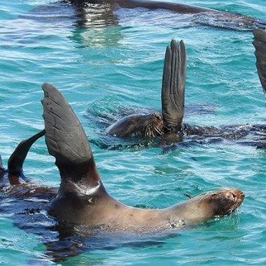 Sea All Dolphin Swims, Queenscliff, Victoria, photo 6