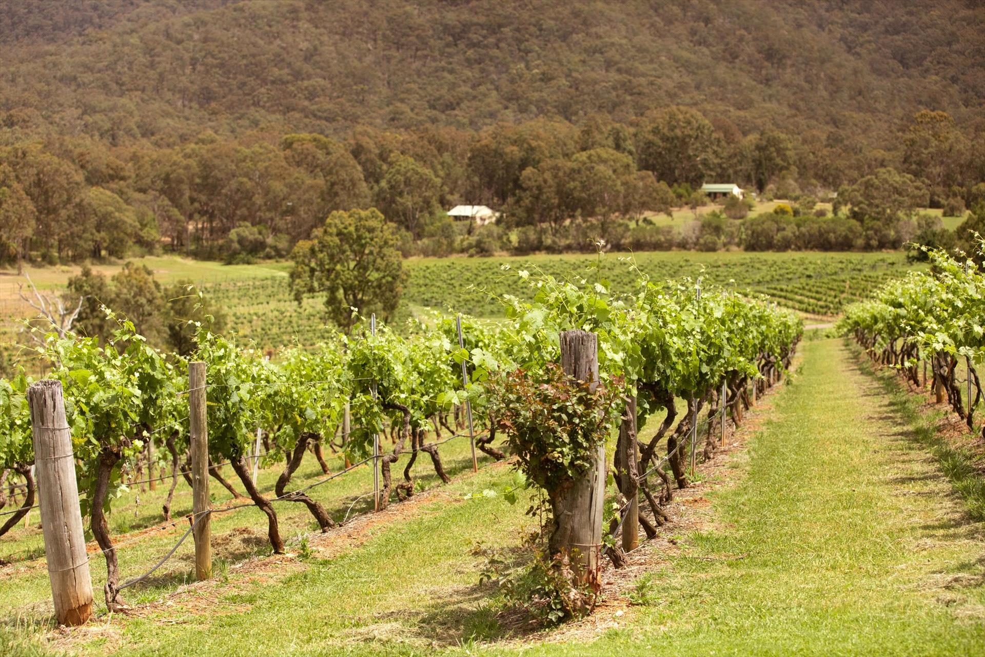 Audrey Wilkinson Vineyard, Pokolbin, New South Wales, photo 4