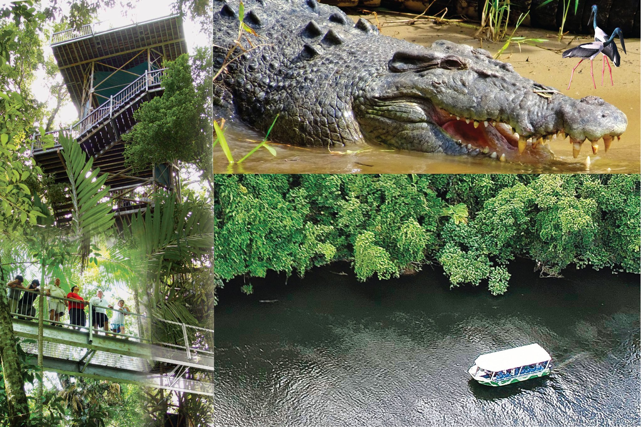 Crocodile Express Daintree River Cruises in Daintree, QLD — photo 3