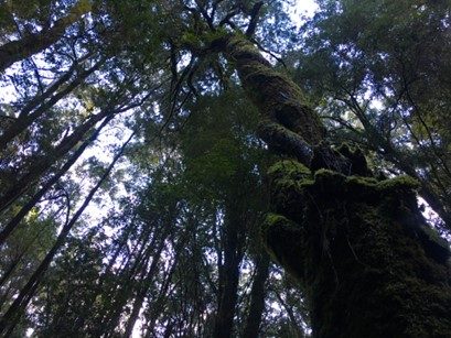 RoamWild Tasmania