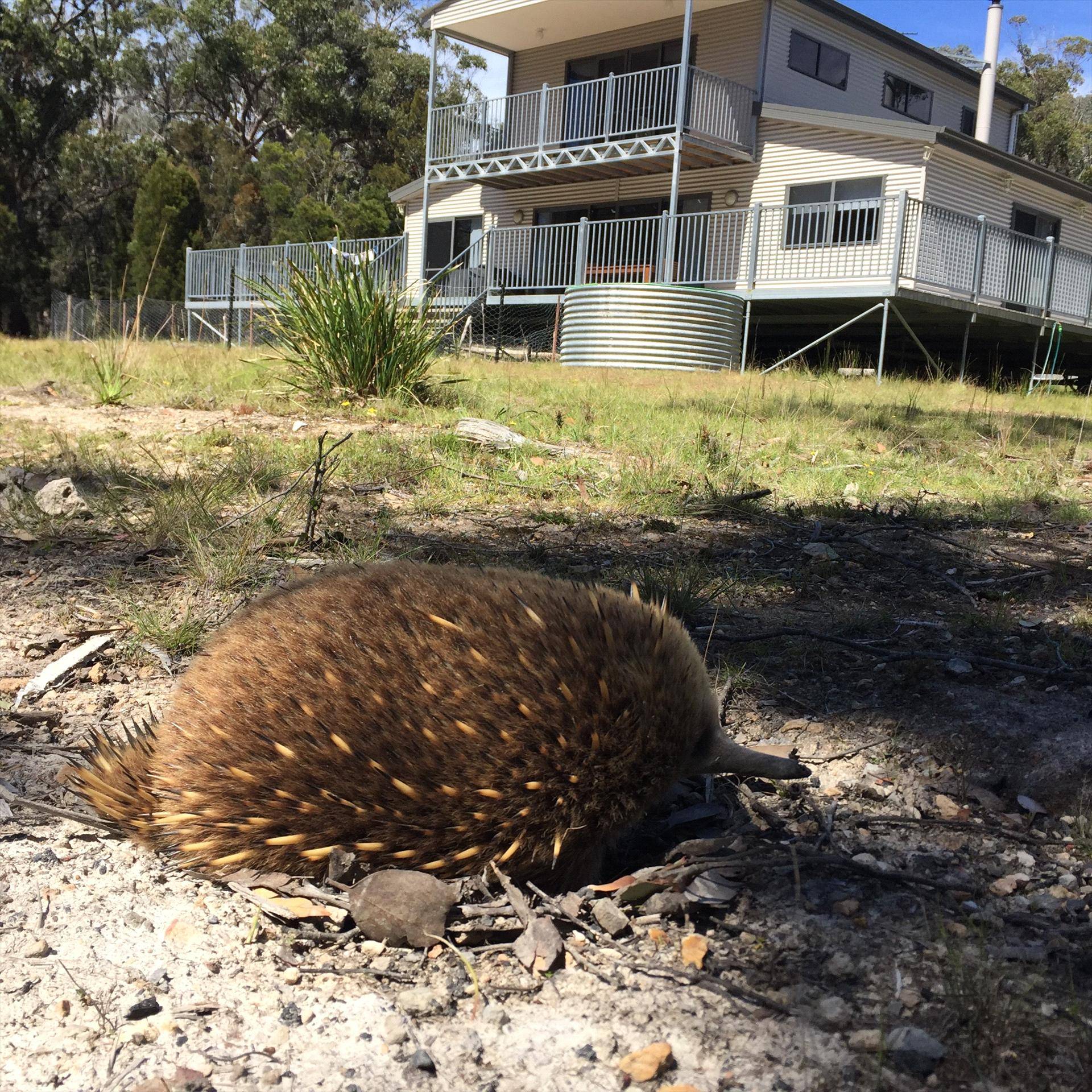 Echidna on Bruny — North Bruny, TAS