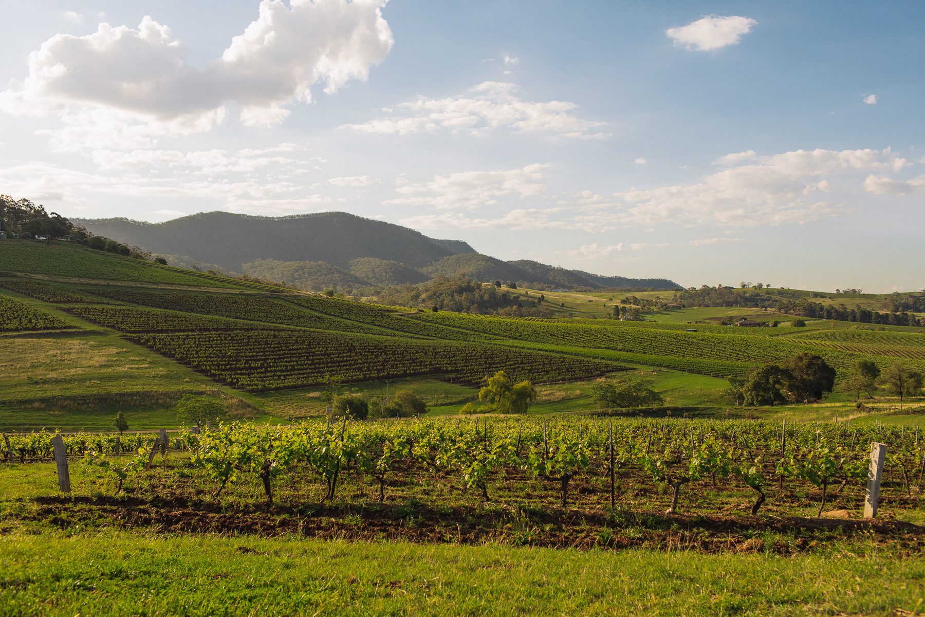 Tyrrell's, Pokolbin, New South Wales, photo 5
