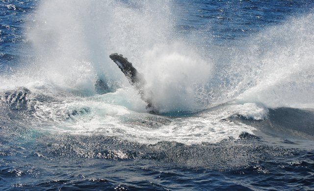 Oz Whale Watching/Sydney Princess Cruises, Pyrmont, New South Wales, photo 6