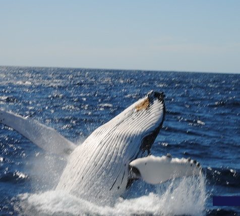Oz Whale Watching/Sydney Princess Cruises