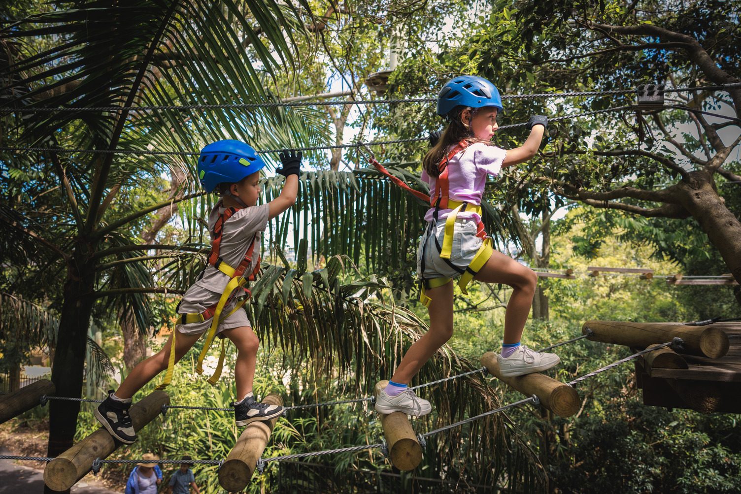 Treetops Adventure Central Coast