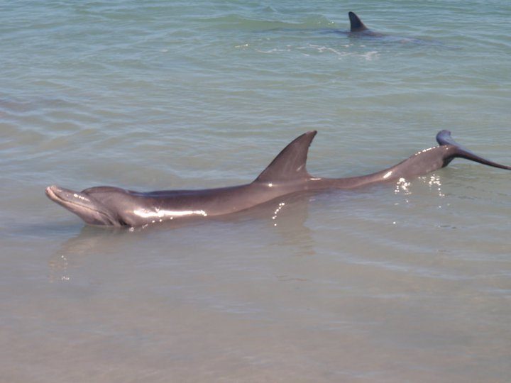 Red Earth Safaris, Perth, Western Australia, photo 5