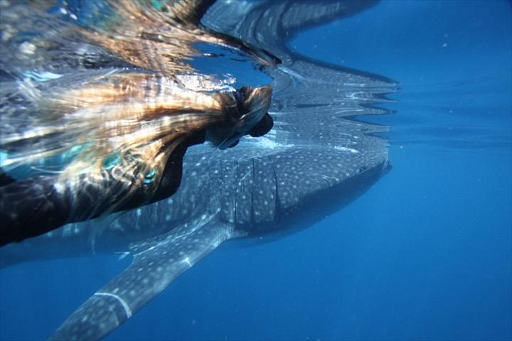 Ningaloo Discovery, Exmouth, Western Australia, photo 2