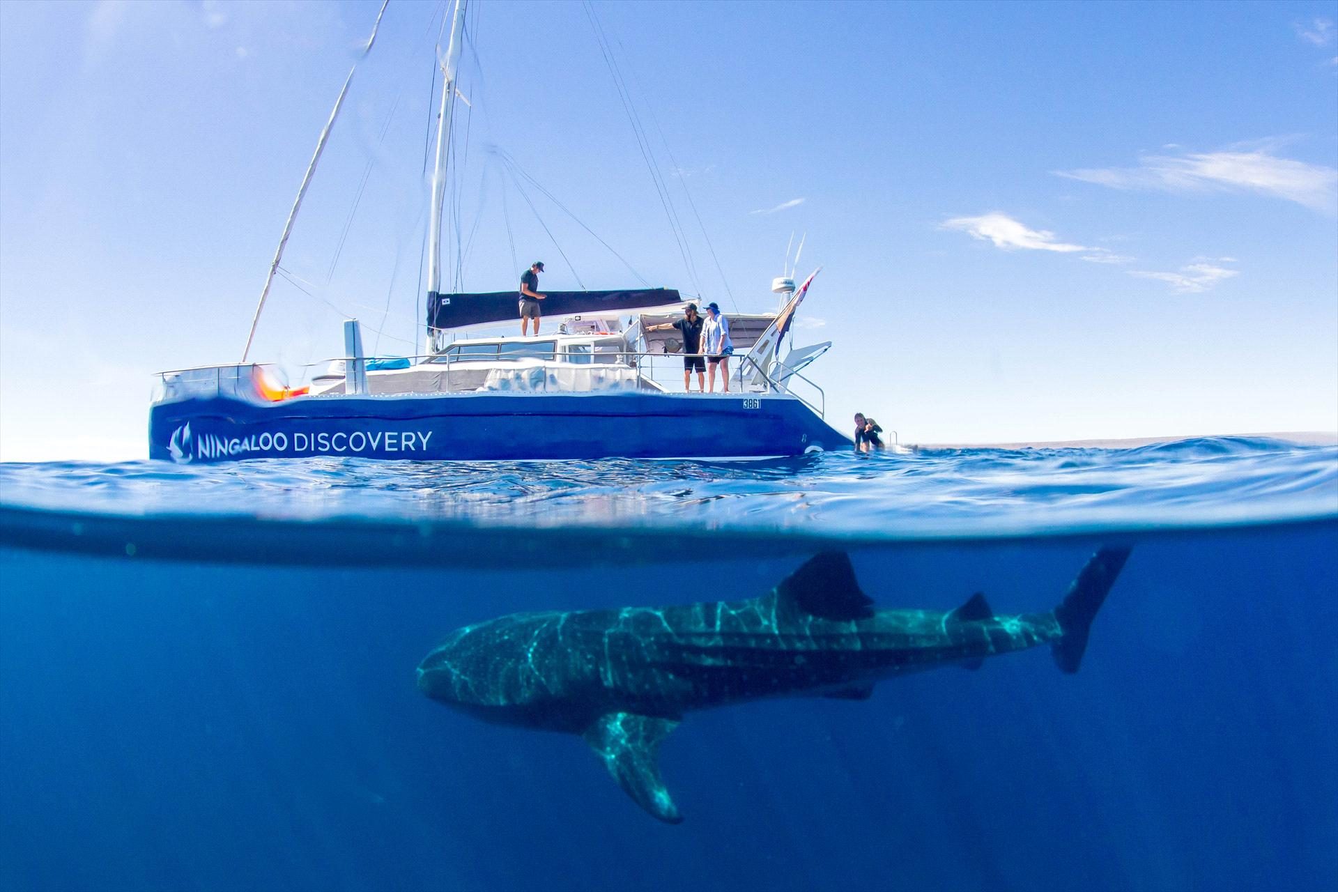 Ningaloo Discovery
