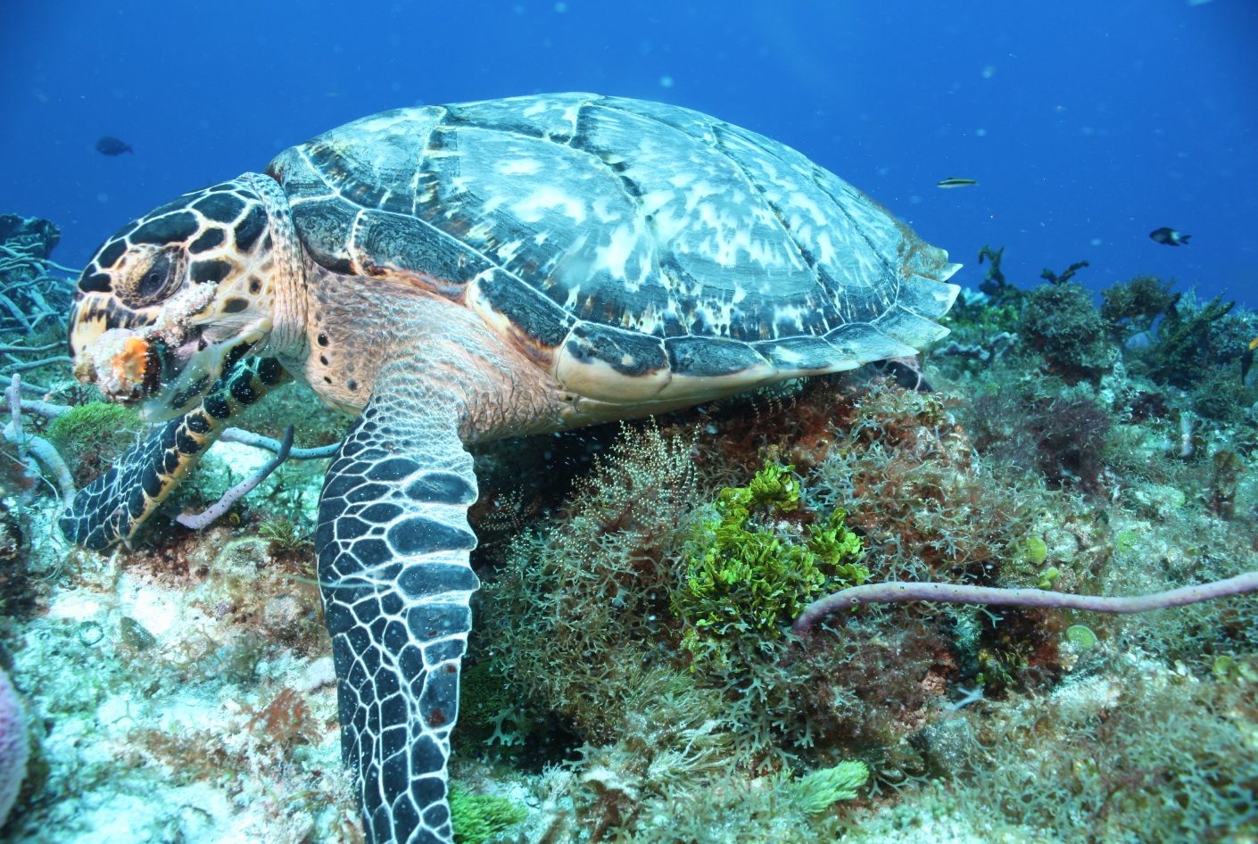 Ningaloo Discovery, Exmouth, Western Australia, photo 3