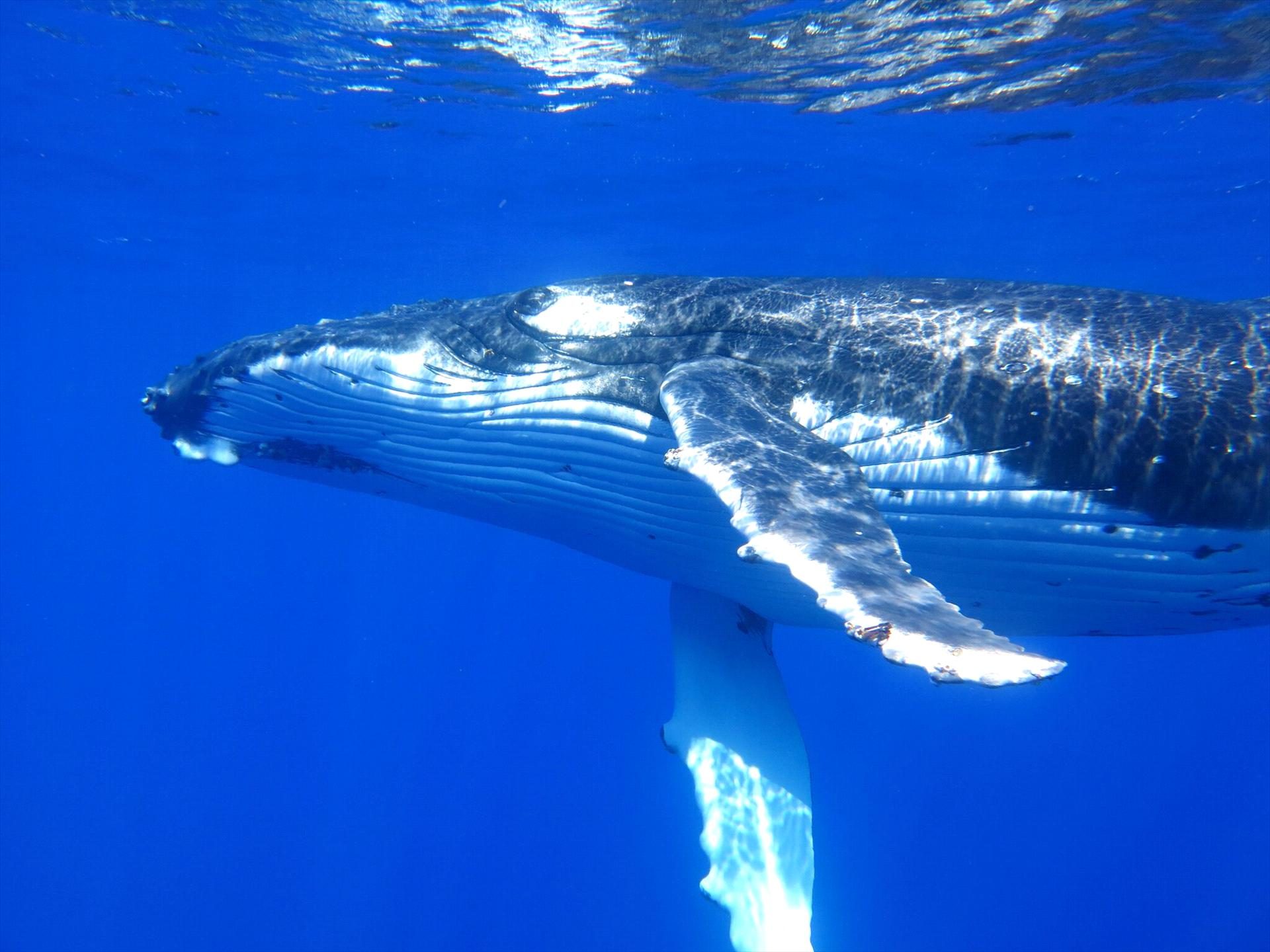 Ningaloo Discovery