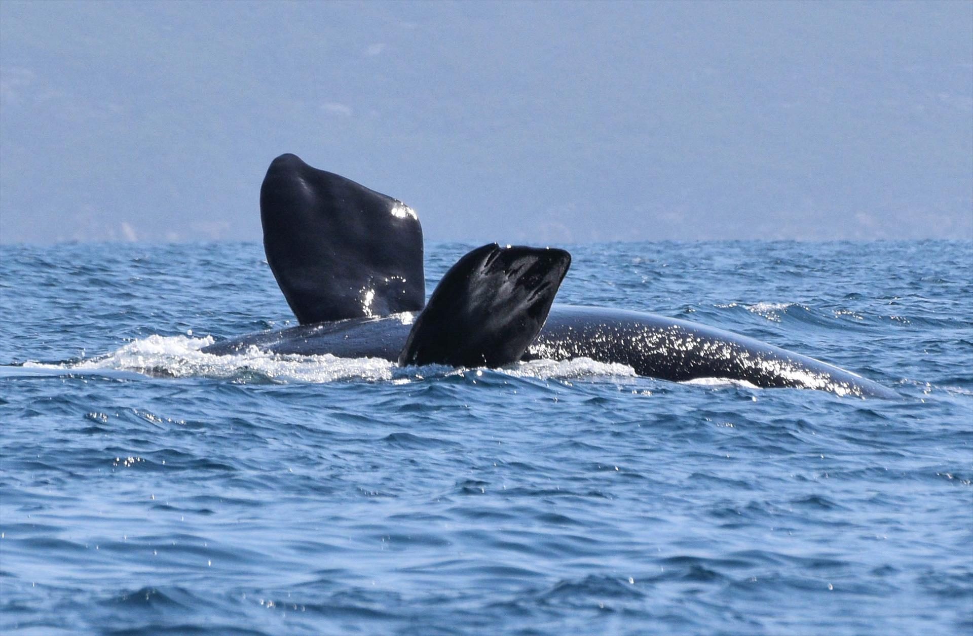 King George Sound Safari, Albany, Western Australia, photo 6